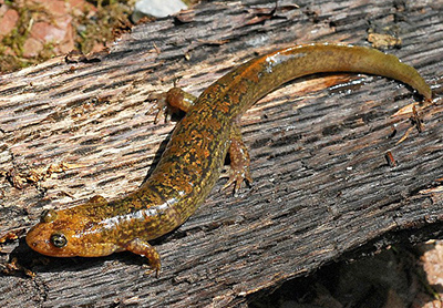 Black-bellied Salamander